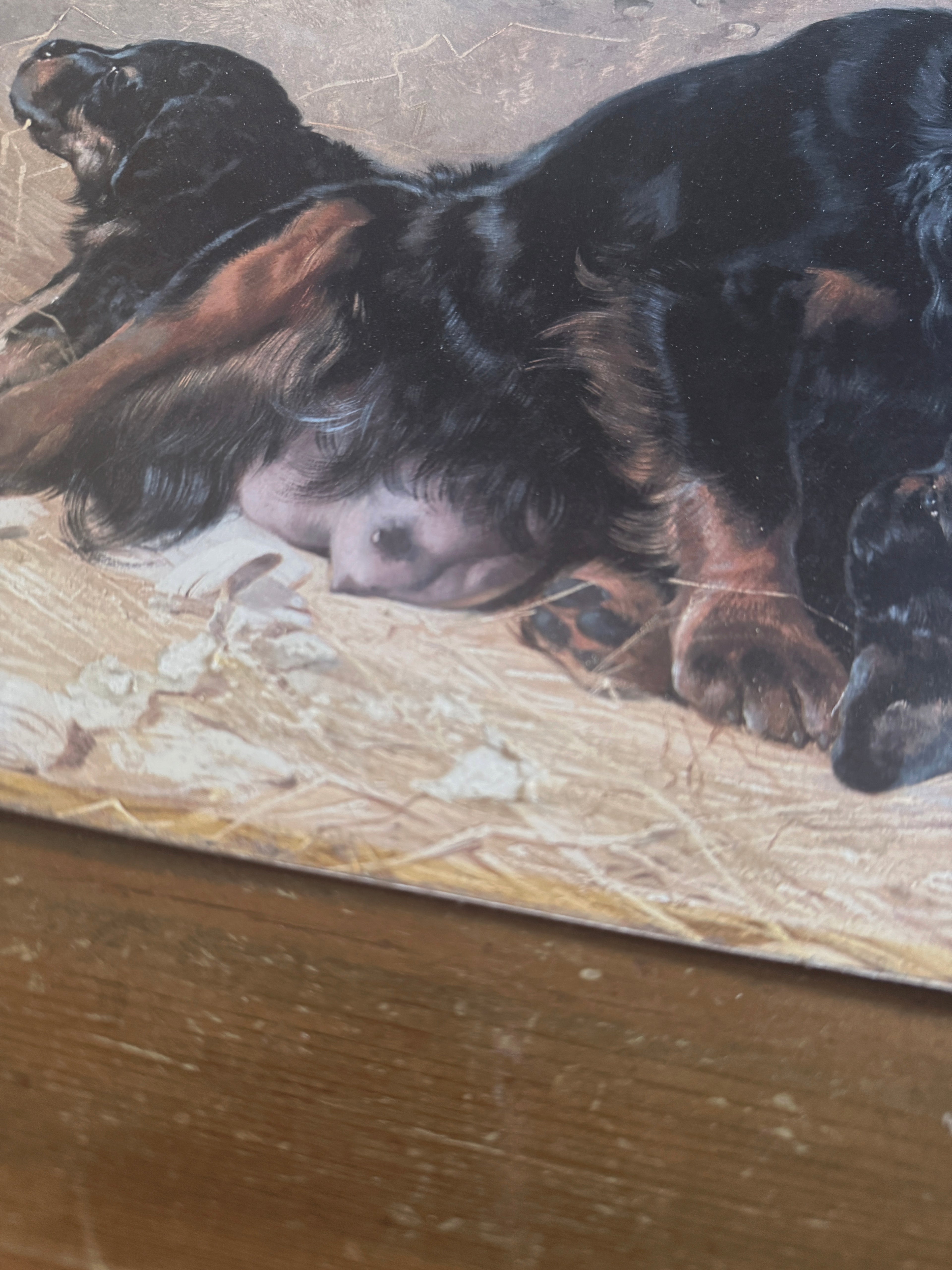 Koirataulu – emo pentuineen